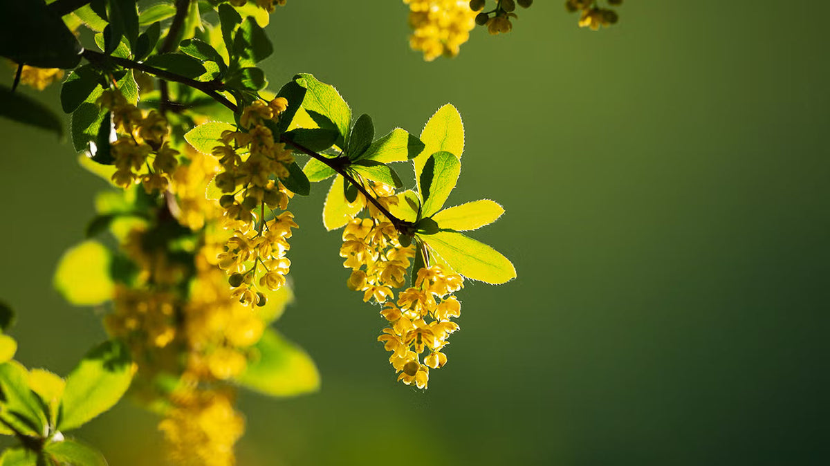 Berberine
