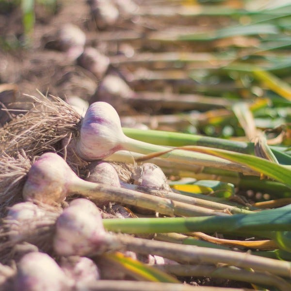 Ultimate garlic benefits without the bad breath!