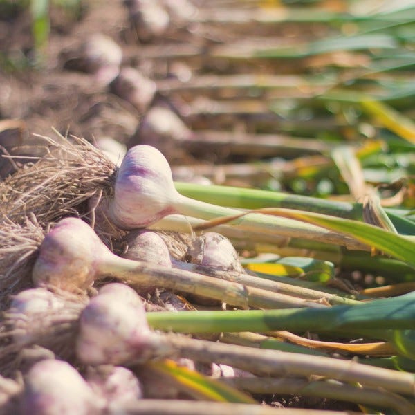 Ultimate garlic benefits without the bad breath!