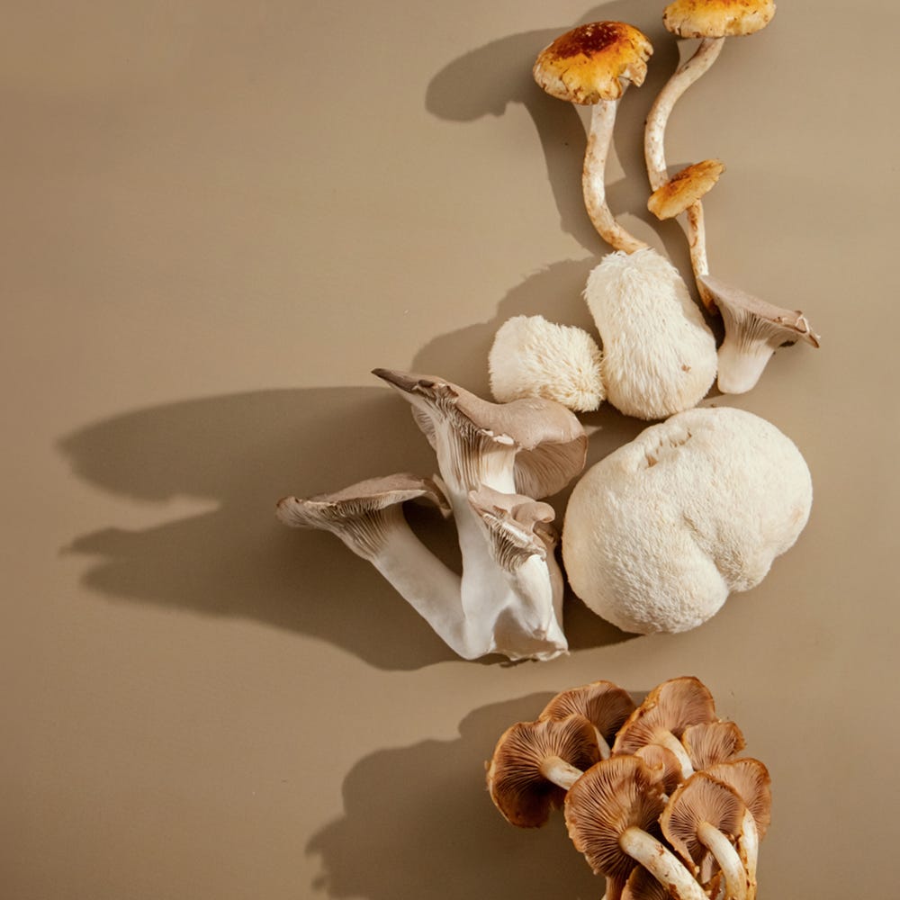 Functional mushroom wellness