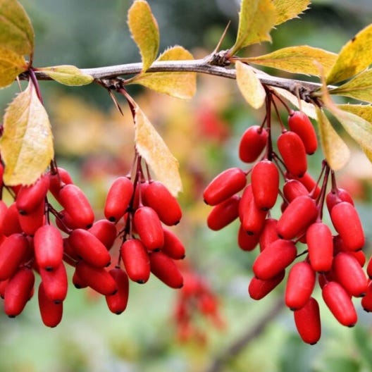 What is all the buzz about Berberine? 