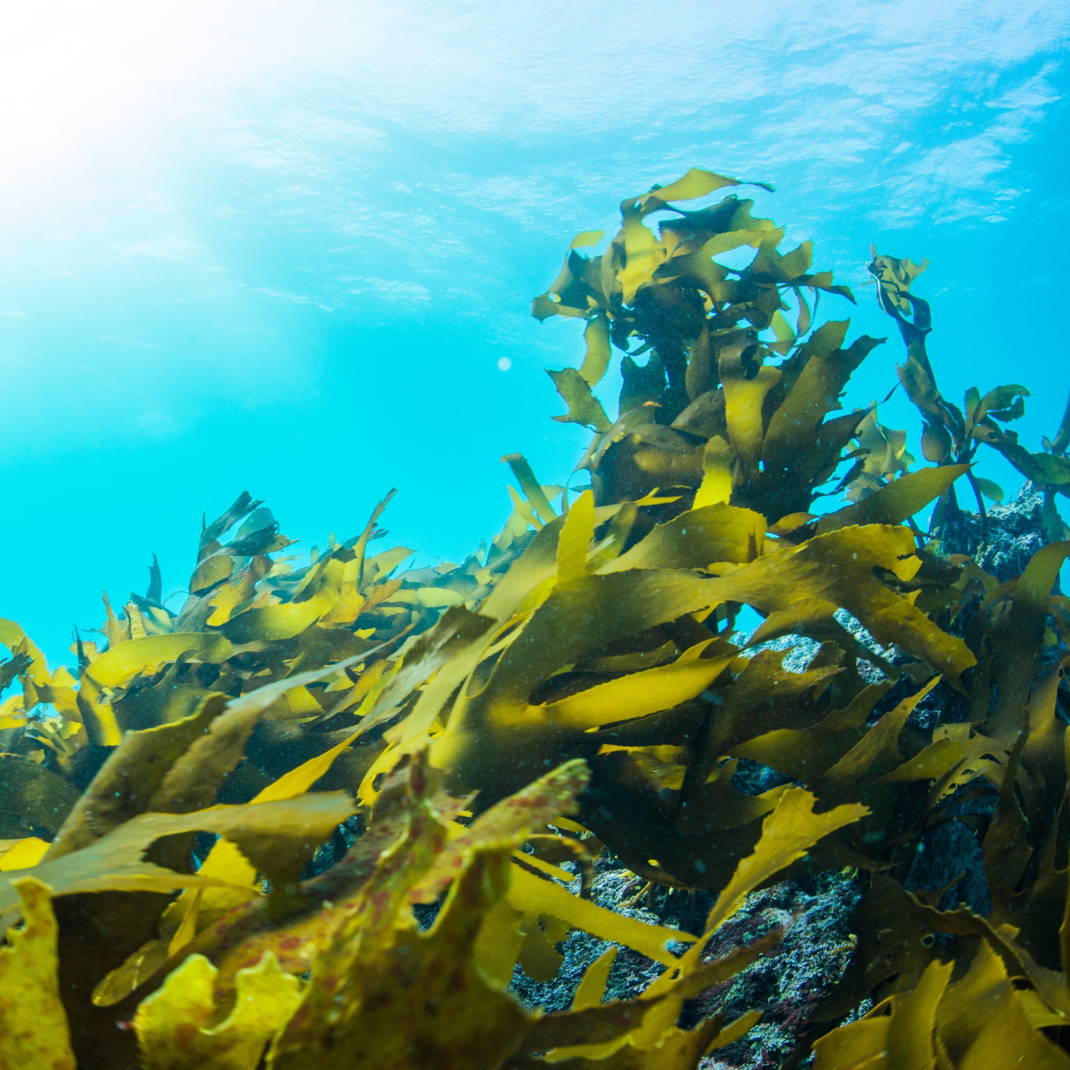 Discover the Ocean's Bounty: 6 Compelling Reasons to Eat Seaweed