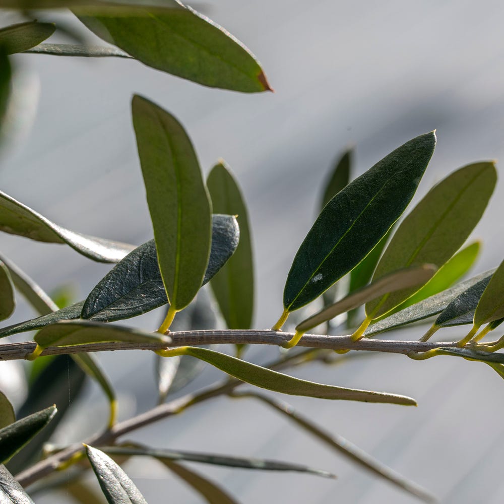 Nurturing heart health with olive leaf extract