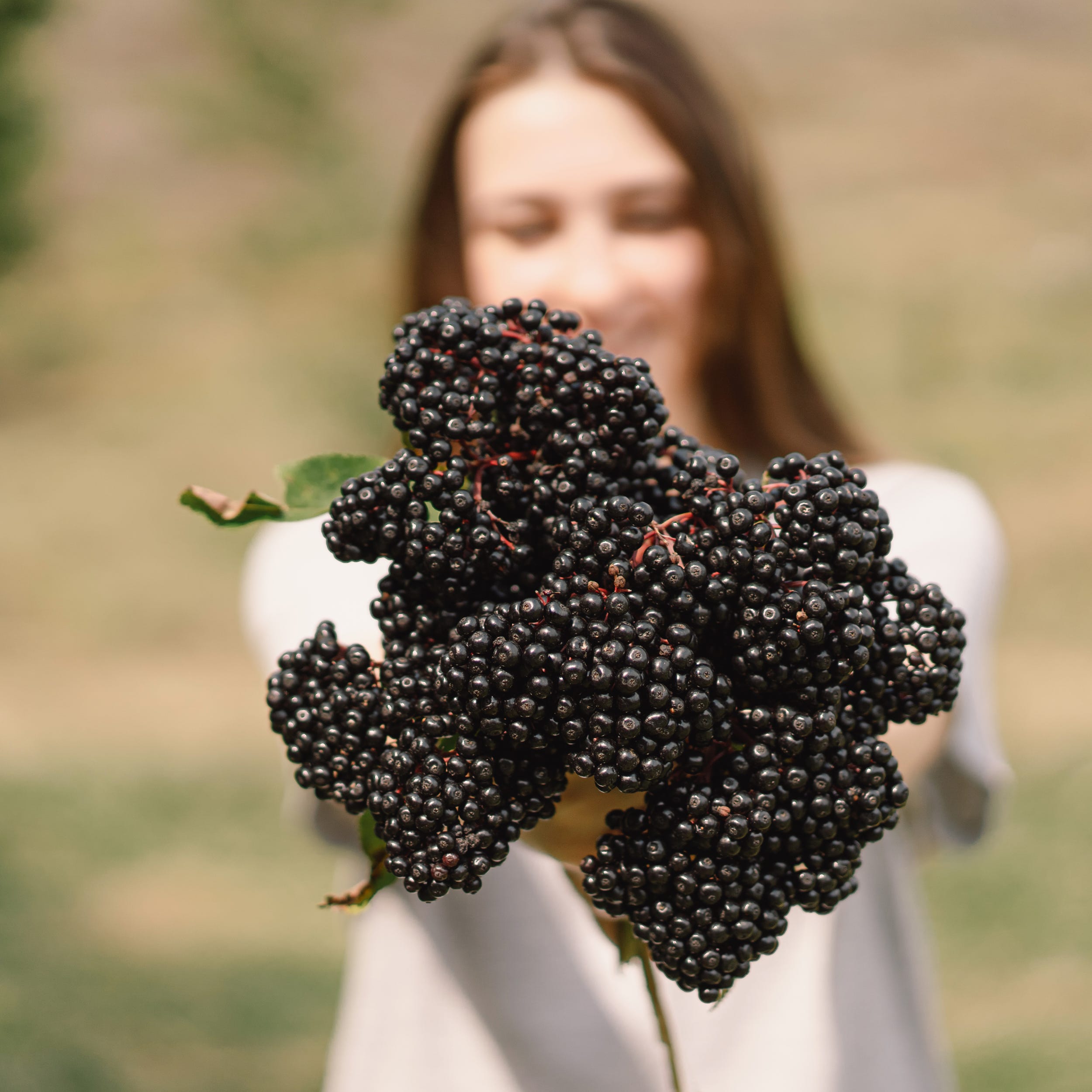 Elderberries and a healthy immunity